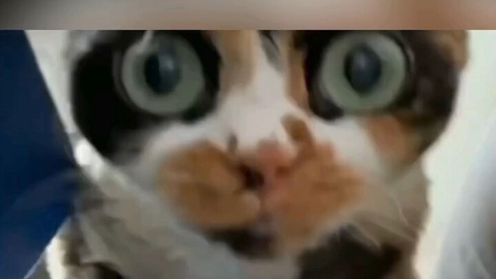 Funny Cats Caught on Security Camera Being Complete Chaos! 😹