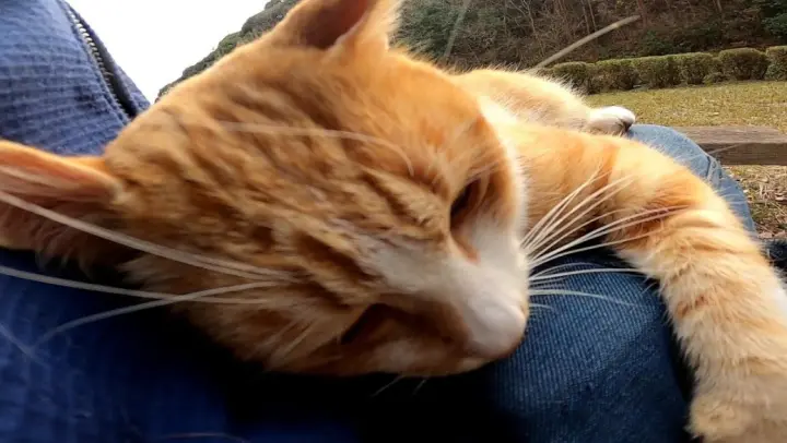 【Animal circle】Stray cat asking for pets. Jumps on lap.