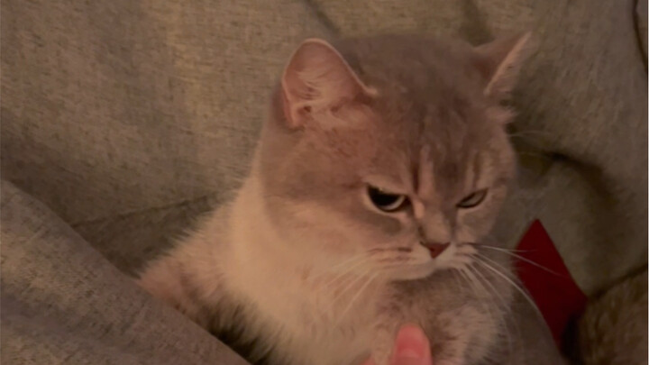 เหมือนเธอดูถูกฉันเหรอ? มองคนอื่นแบบไม่จริงจังเลย ไปคาเฟ่แมวแบบนี้คงโดนร้องเรียนง่ายๆ ใช่ไหม?