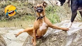 Funniest Cats And Dogs Videos 😁 - Best Funny Animal Videos 2024 🥰#5