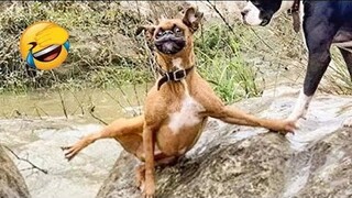Funniest Cats And Dogs Videos 😁 - Best Funny Animal Videos 2024 🥰#5