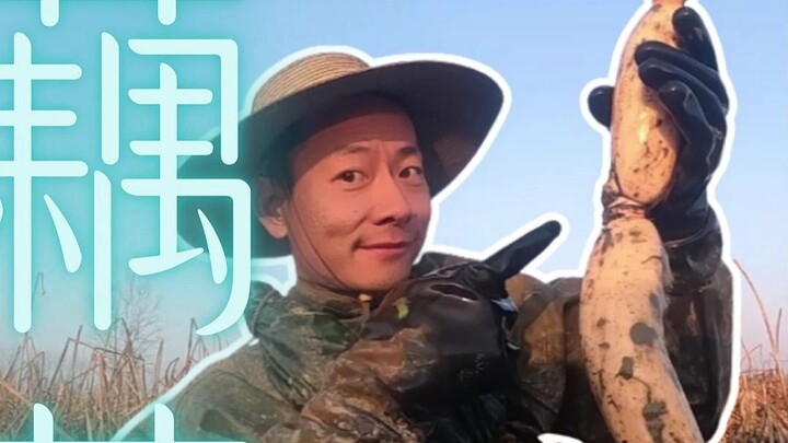 Do lotus rhizome nodes work? Do you think I wouldn’t know?