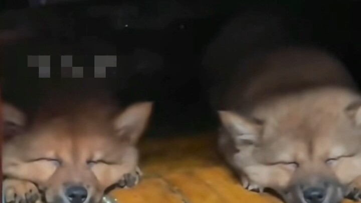 It’s stuck in a bug!