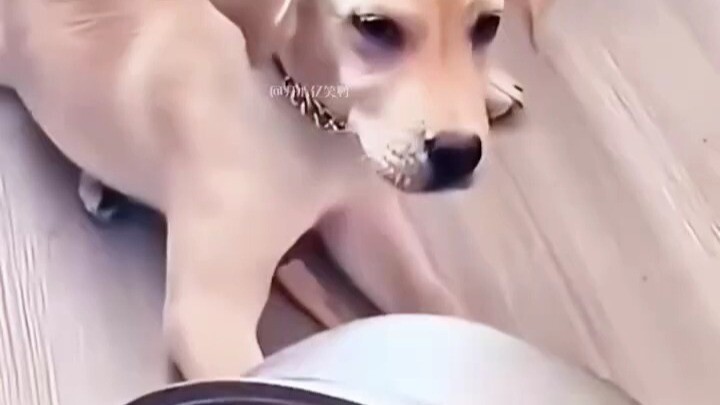 “Mấy con chó đáng đánh này, chỉ cần có chậu sắt trong tay, thiên hạ là của ta!” “Đáng đánh” – chú ch