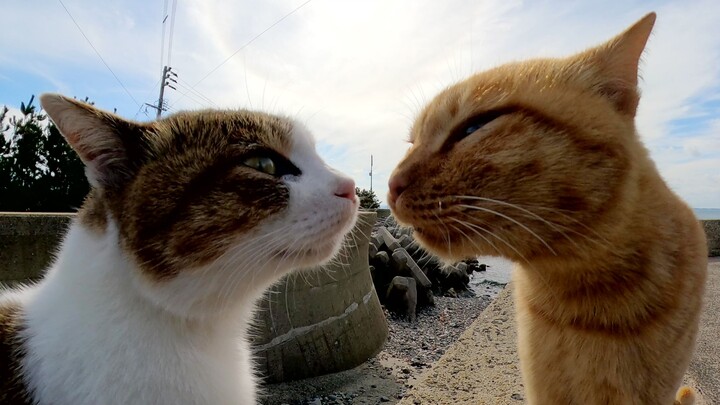 Two cats are arguing face to face.