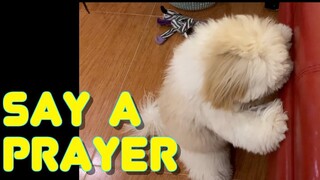 Cute Shih Tzu Puppy Learns How To Say His Prayers To Get His Treats