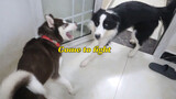 [Animals]When a Husky fights with a Border Collie...