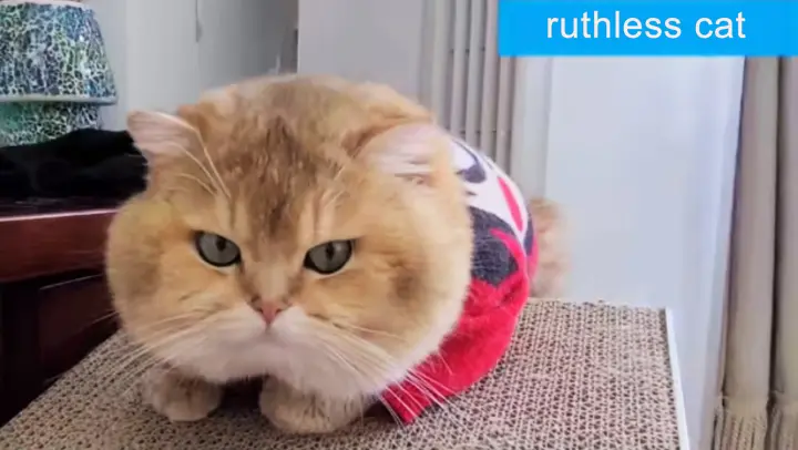 A funny dubbed video of fake cat news