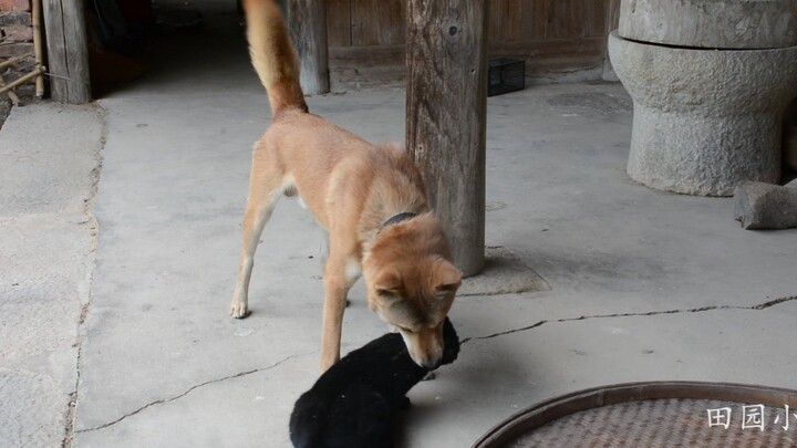 If it weren’t for the video, I’d never believe my cat and dog do this every day.