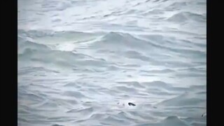 If you don't understand the origins of the Raptor engine, you'll get it after watching this video.