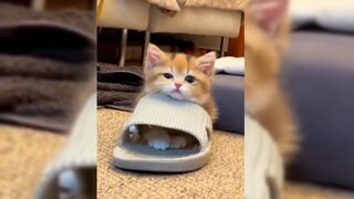 Beberapa kucing kecil memang lahir untuk menyembuhkanmu!