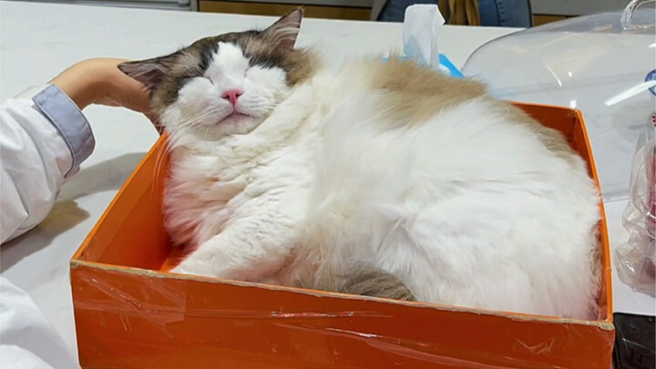 The Self-Cultivation of a Fry-Businessperson