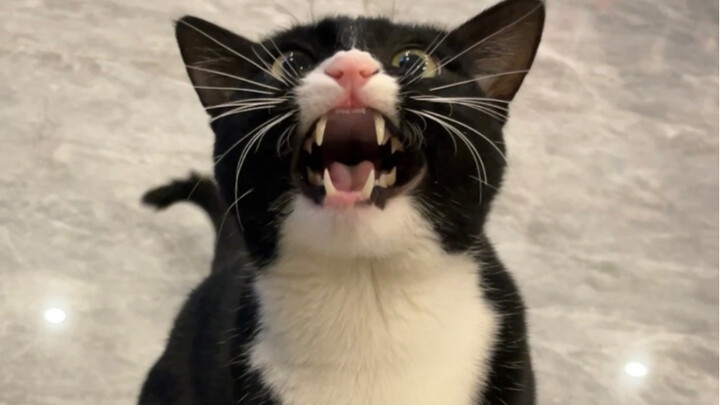 หลังจากอาบน้ำให้แมวโคนมอาเบเบแล้ว