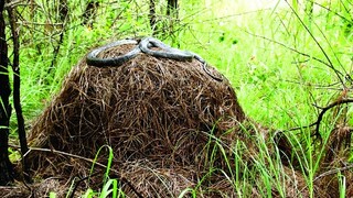 If you step on a king cobra's nest and steal their eggs, will they really come after you for revenge