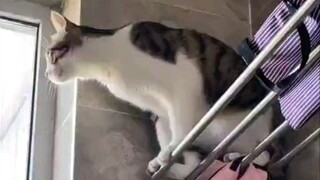 Kamu menyebut ini kucing?