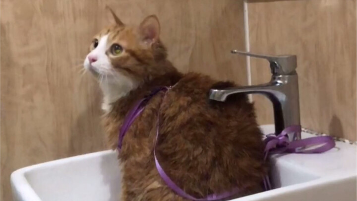 อาหมีที่ไม่ได้อาบน้ำมาสองปีกำลังอาบน้ำแล้ว! ช่วงนี้อยู่ดีๆ ก็มีกลิ่นเหม็น ตัวเขาเองทำความสะอาดยังไงก