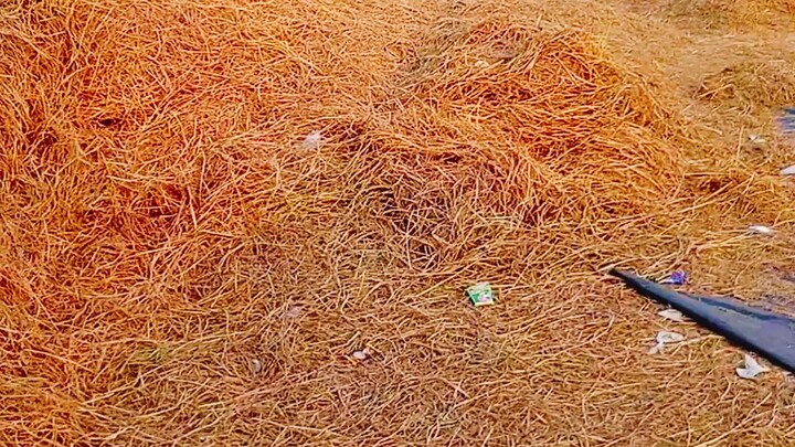 গ্রাম বাংলার কি মনোরম দৃশ্য#trending#viral