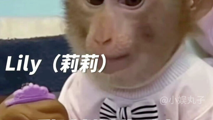 Thì ra mỗi chú khỉ đều có tên riêng, bạn còn biết những cái tên nào nữa nhỉ?