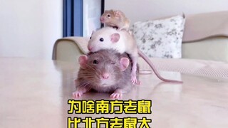 Northern mice vs. southern mice—Jerry's contrast is so striking that even cats would be scared to lo