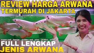 Survey HARGA ARWANA TERLENGKAP TERBARU DENGAN JENIS JENIS AROWANA DI LOBI ARWANA