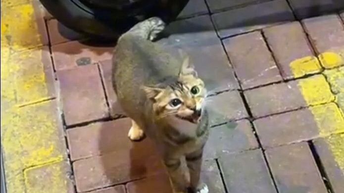 Cat: Sis, where on earth did you find this super duper笨蛋 boyfriend?