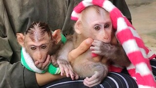 Wiping for Mino and Coconut monkey