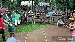 Inakyat ng binabae ang puno/bundok ng talisay at pinutol ito 😂🤣✌️.