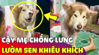 Chú chó Alaska 'CẬY MẸ CHỐNG LƯNG' bật luôn cả 'ANH TRƯỞNG' trong nhà 😅 Gâu Đần