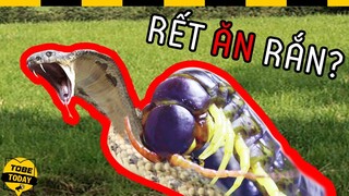 🔴 Rắn, Rết Và Những Trận Chiến Không Khoan Nhượng Kịch Tính Tới Phút Trót Không Xem Tiếc Cả Đời