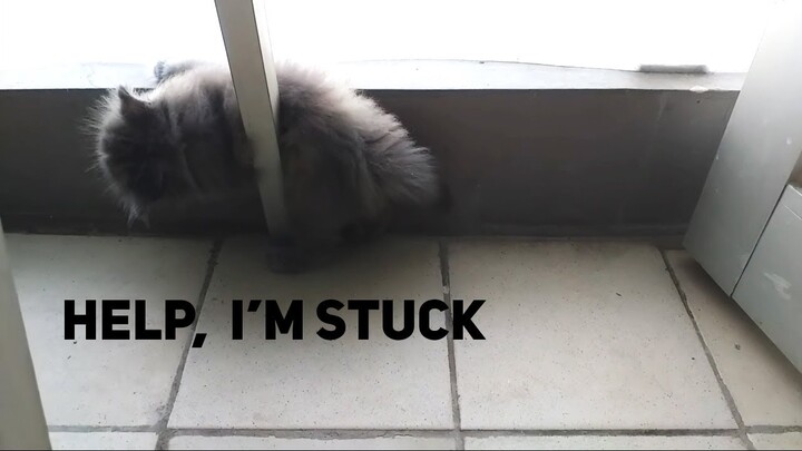 Cat stuck and struggling to get out - Compilation of cats