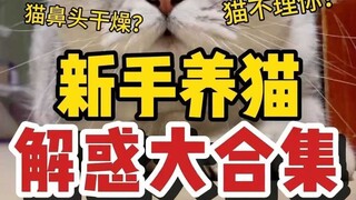 مجموعة شاملة لحل استفسارات مربي القطط المبتدئين