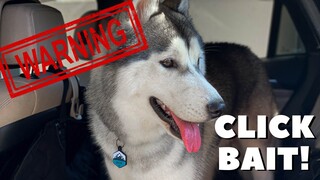 Our Husky DESTROYED Our BMW!