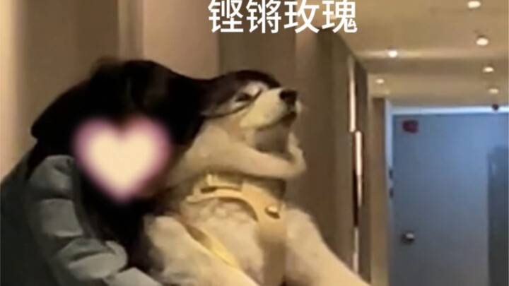 Lần đầu tiên tôi đưa cún cưng ở lại khách sạn thú cưng