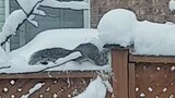 [Animals]Squirrel playing with snow