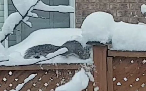 [Animals]Squirrel playing with snow