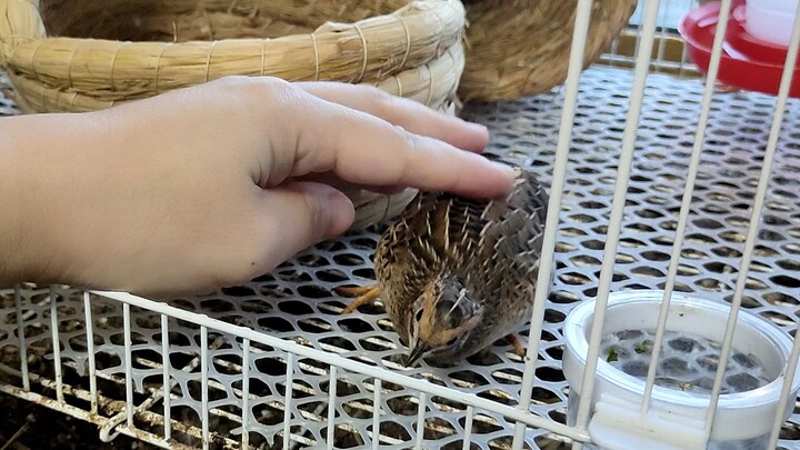 Mengira dirinya manusia: Fenomena imprinting pada burung kokokan kecil