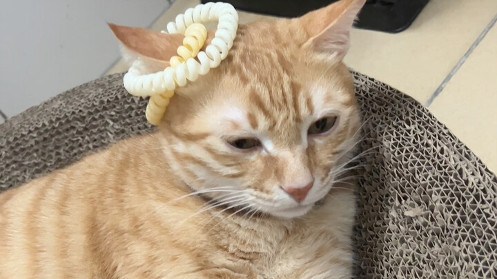 Nghe nói chẳng có sợi dây thun nào có thể buộc được vào tai mèo.