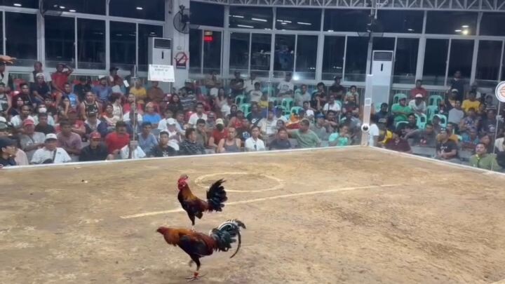 LDT/LGP Boston Roundhead 6stag/cock combo derby straight fight