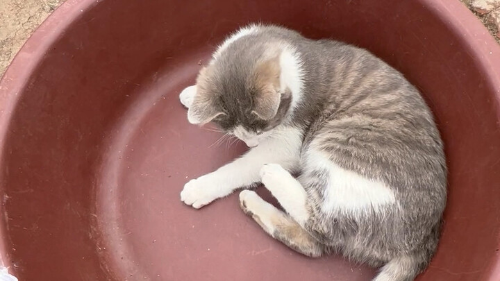 Kucing Pedesaan dan Tikus Pedesaan