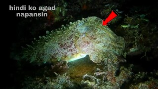 ep171, night spearfishing Philippines,parang bato hindi ko agad napansin,