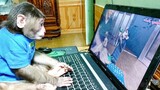 Baby Monkey Working with a Lap-Top