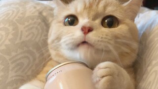 Kung Fu Cat