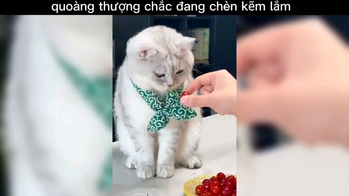 trầm cẻm #haihuoc