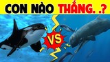 Cá Voi Sát Thủ Vs Cá Nhà Táng | Con Nào Thắng - Trở Thành Bá Chủ Đại Dương - HKP