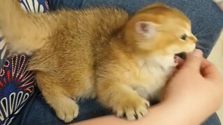 Little Kitten: What good will it do you to make me angry?
