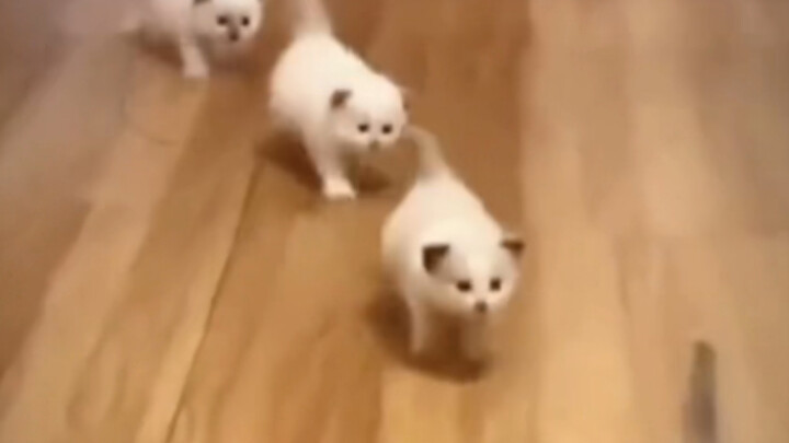 Mom Cat: Kids, you’ve followed the wrong person!