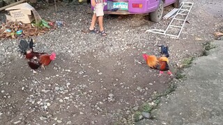 McLean Kelso VS Navajero Gilmore Spar