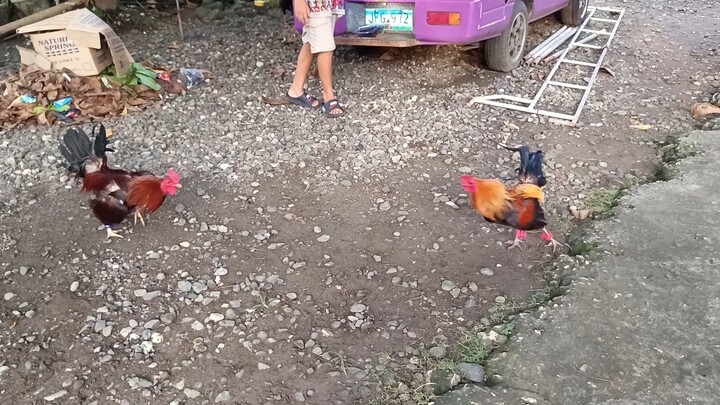 McLean Kelso VS Navajero Gilmore Spar