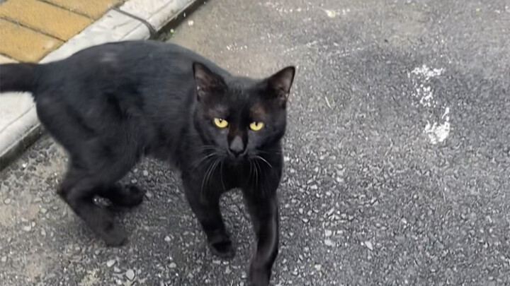 Cat language communication: What a majestic, "battle-hardened" black cat! Seeing this black cat, all