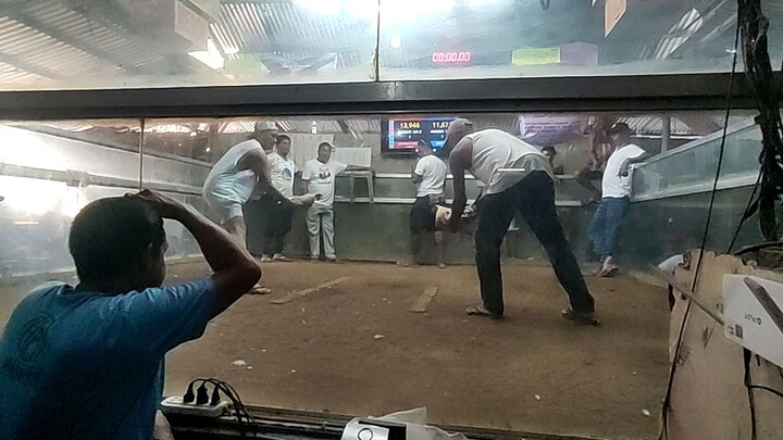 MJF GAMEFOWL, Kanaway 4x Winner na si tagalog😂 🐓1x two hits Champion 🏆🏆✅